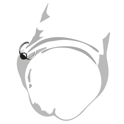 FORESKIN PIERCING